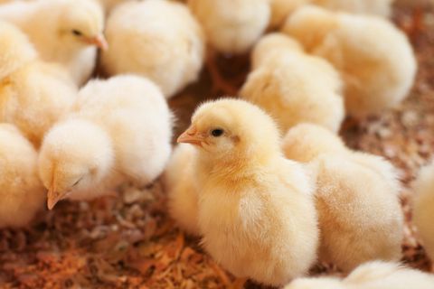 Männliche Küken von Zuchtlinien, die auf Legeleistung optimiert sind, werden nach dem Schlüpfen meist getötet: In Deutschland sind es jedes Jahr 45 Millionen