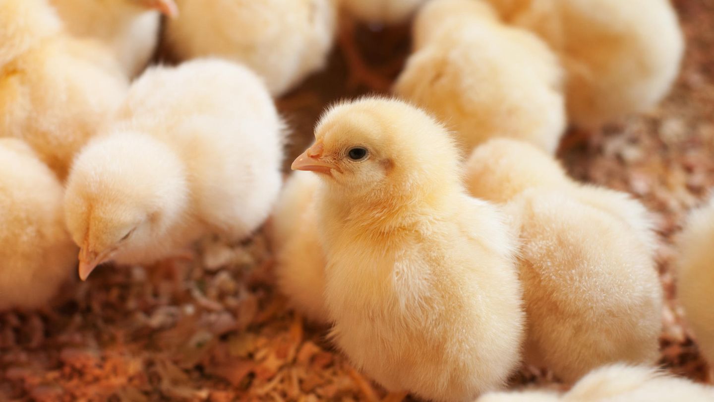 Männliche Küken von Zuchtlinien, die auf Legeleistung optimiert sind, werden nach dem Schlüpfen meist getötet: In Deutschland sind es jedes Jahr 45 Millionen