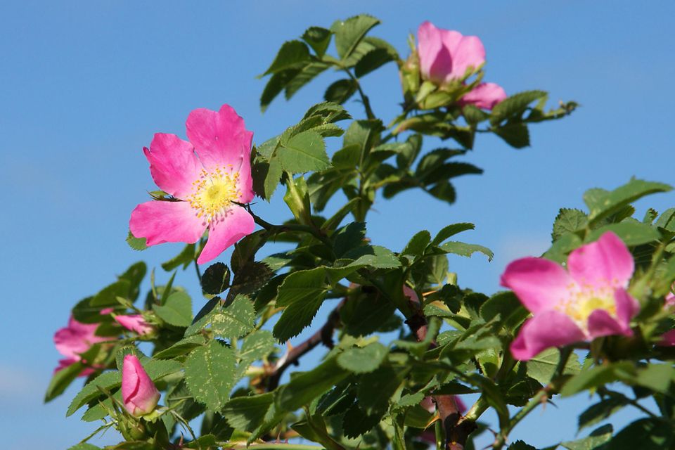 10 Pflanzen für Wildbienen [GEO]