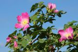 Rosa Canina