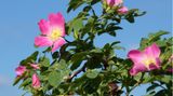 Rosa Canina