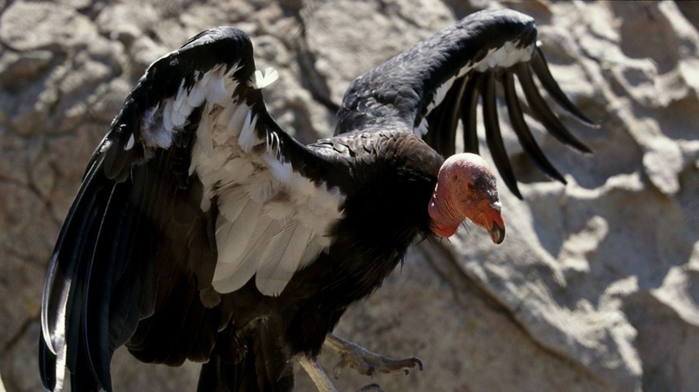 Er ist ein Gigant der Lüfte: Über bis zu drei Metern spannen die Flügel des Kalifornischen Kondors. Forscher und Tierschützer versuchen, den Vogel wieder in den USA anzusiedeln