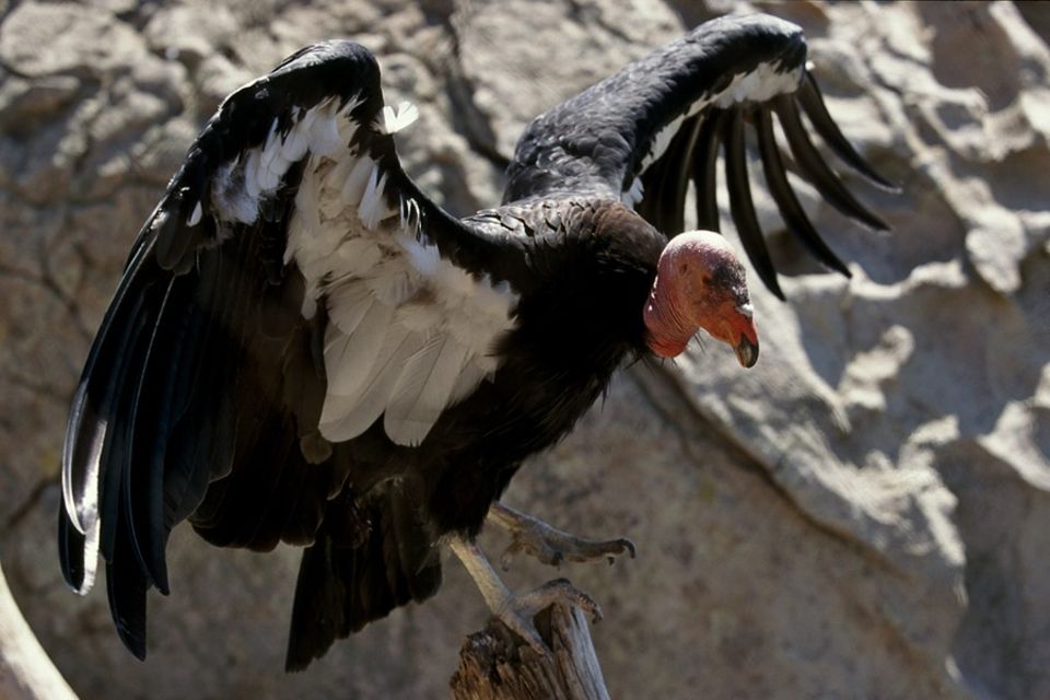 Er ist ein Gigant der Lüfte: Über bis zu drei Metern spannen die Flügel des Kalifornischen Kondors. Forscher und Tierschützer versuchen, den Vogel wieder in den USA anzusiedeln