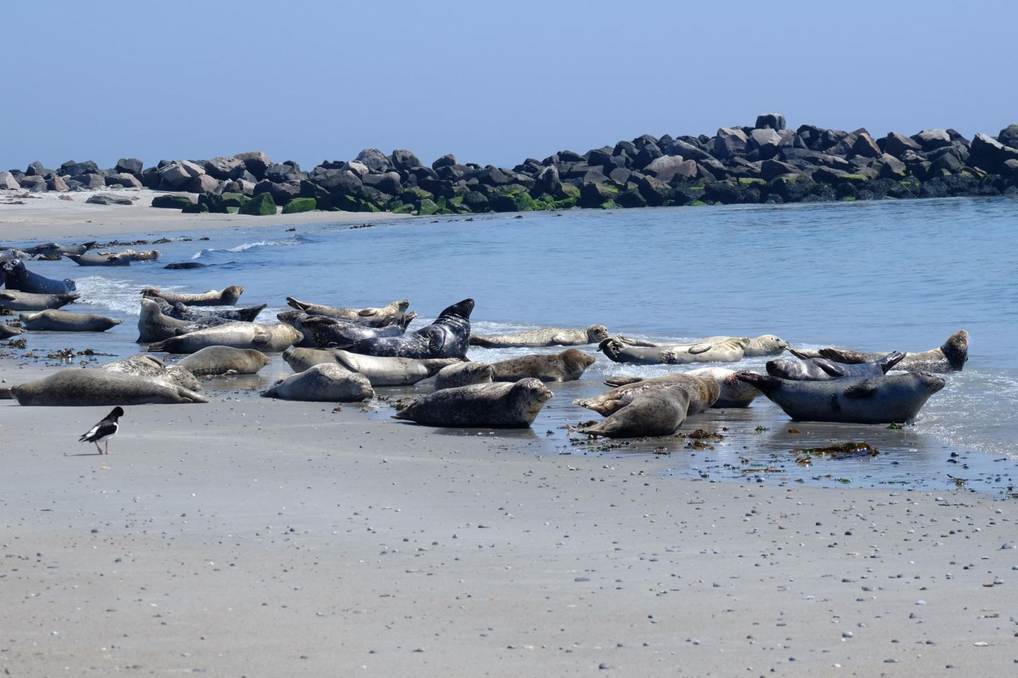 Seehunde liegen an der Küste
