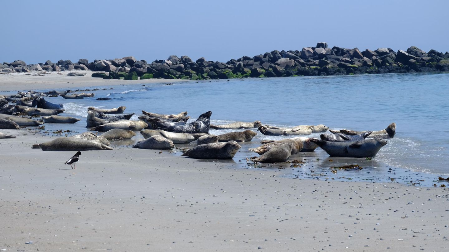Seehunde liegen an der Küste