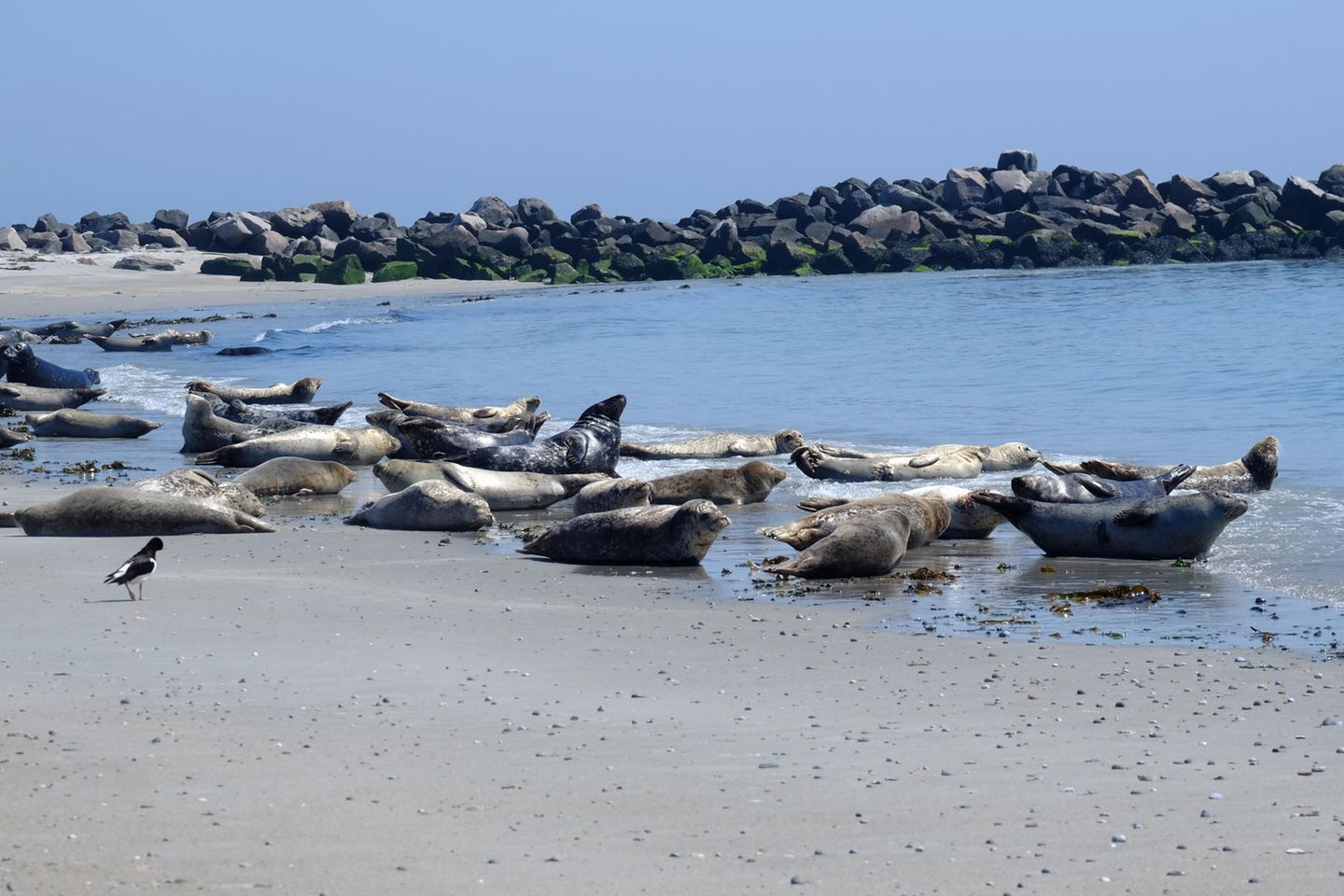 Seehunde an der Nordsee Seehunde liegen an der Küste