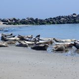 Seehunde liegen an der Küste