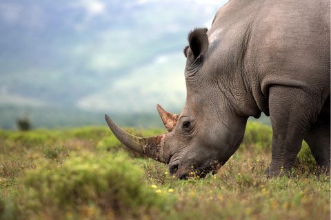 Nashorn in Südafrika auf einer Weide