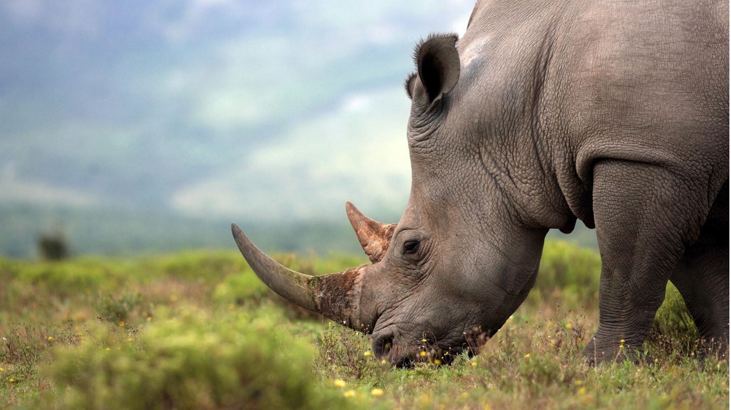 Nashorn in Südafrika auf einer Weide