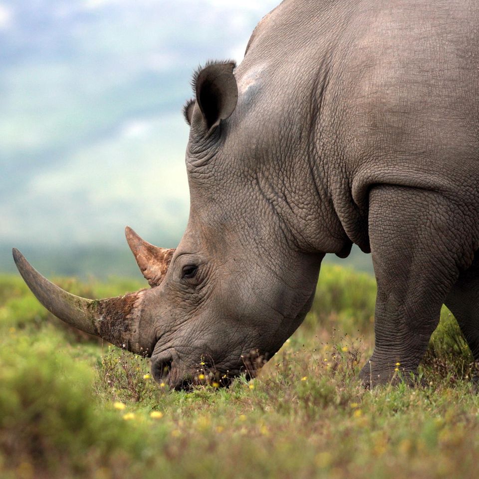 Nashorn in Südafrika auf einer Weide