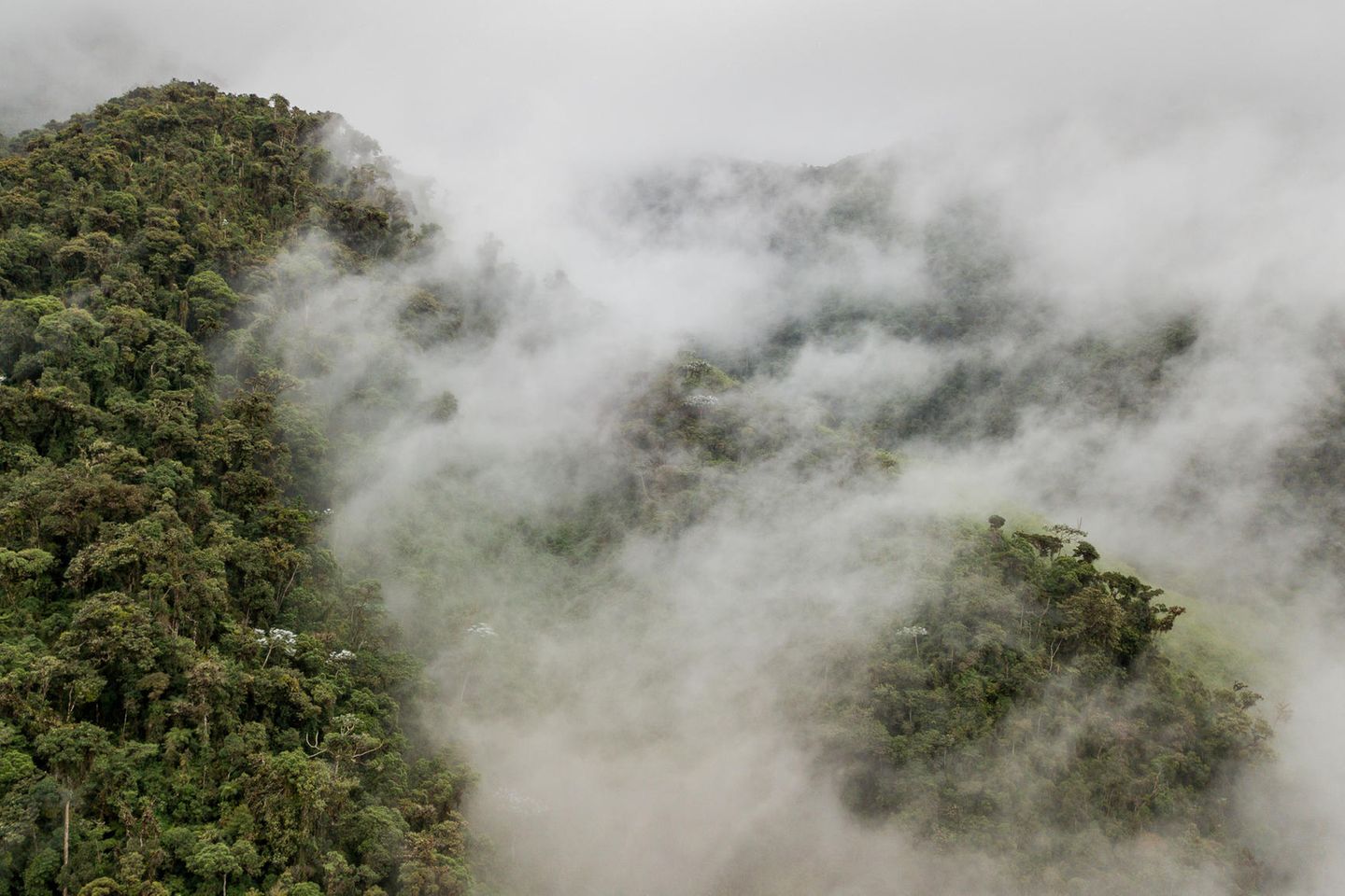 Das Projektgebiet: Der tropische Nebelwald im Intag wächst bis auf 3000 Meter Höhe. Viele Tier- und Pflanzenarten kommen nur hier vor