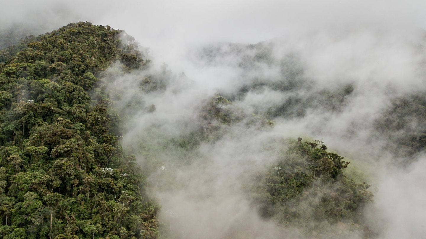 Das Projektgebiet: Bergnebelwald in Ecuador: der Schatz des Intag
