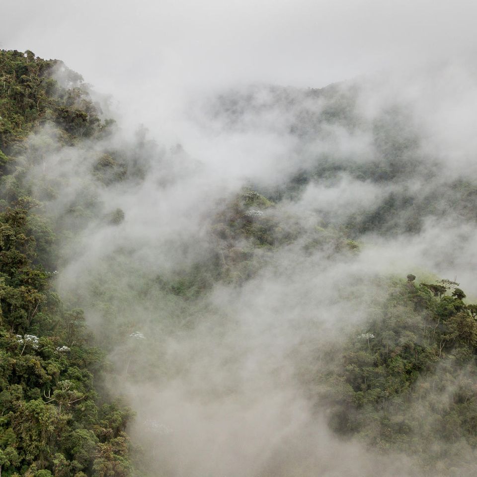 Das Projektgebiet: Bergnebelwald in Ecuador: der Schatz des Intag