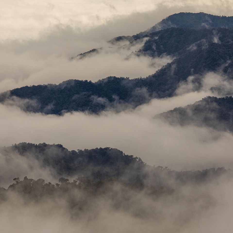 Fragen und Antworten: Die Bergregenwälder der abgeschiedenen Region Intag im Norden Ecuadors gehören zu den artenreichsten Ökosystemen der Erde