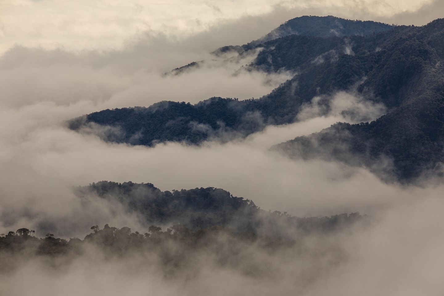 Fragen und Antworten: Die Bergregenwälder der abgeschiedenen Region Intag im Norden Ecuadors gehören zu den artenreichsten Ökosystemen der Erde