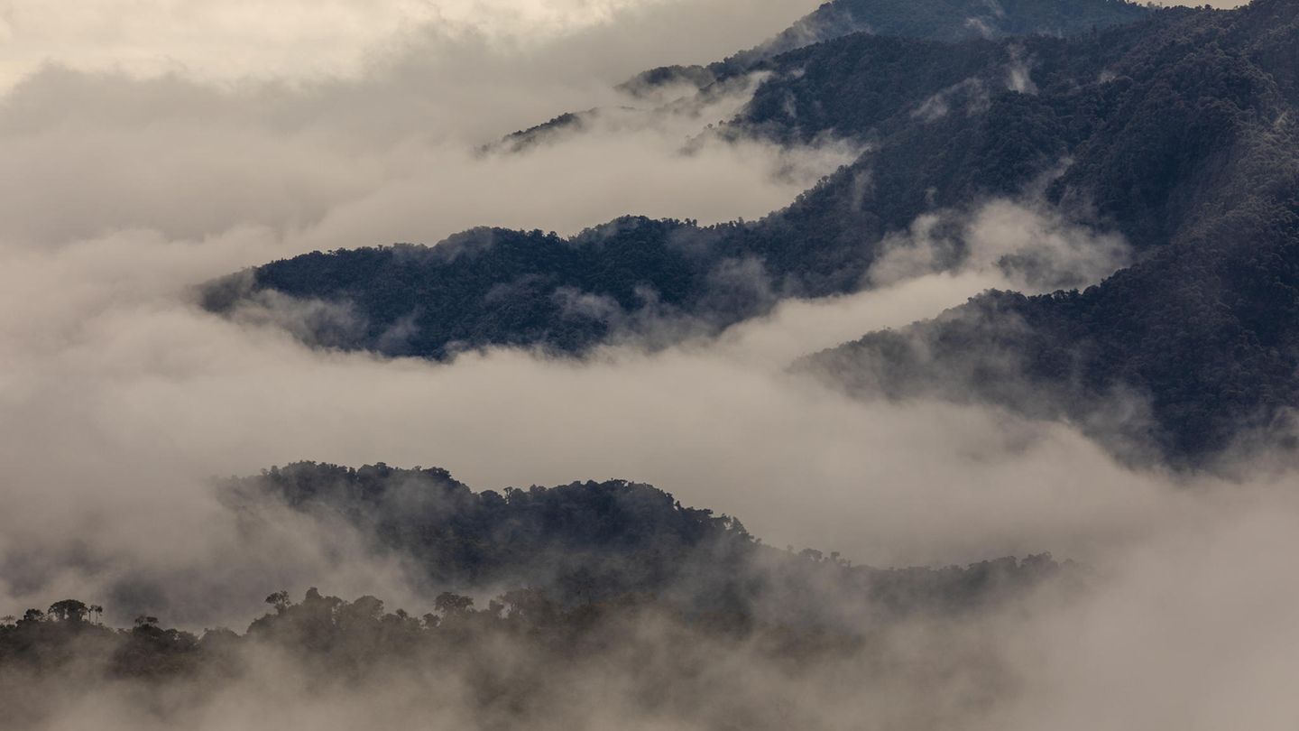 Fragen und Antworten: Die Bergregenwälder der abgeschiedenen Region Intag im Norden Ecuadors gehören zu den artenreichsten Ökosystemen der Erde
