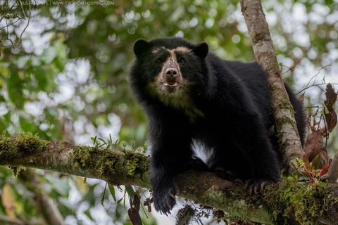 In den immergrünen, nebelverhangenen Wäldern an den Andenhängen leben bedrohte Brillenbären – die einzige Bärenart in Südamerika 