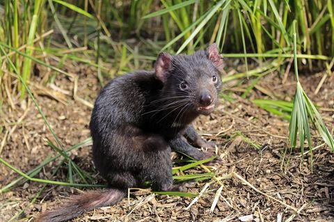 Tasmanischer Teufel, Sarcophilus harrisii, sitzt auf dem Boden in Australien