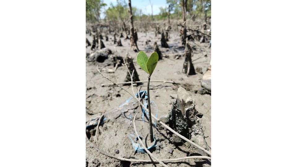 Von Südafrika bis zur Arktis: Ein Mangrovensetzling an der mosambikanischen Küste unweit von Beira. Mangroven spielen im Kampf gegen die Klimakrise eine entscheidende Rolle: Sie schützen die Küsten vor Überschwemmungen und binden große Mengen CO2 aus der Atmosphäre Ein Mangrovensetzling an der mosambikanischen Küste unweit von Beira. Mangroven spielen im Kampf gegen die Klimakrise eine entscheidende Rolle: Sie schützen die Küsten vor Überschwemmungen und binden große Mengen CO2 aus der Atmosphäre