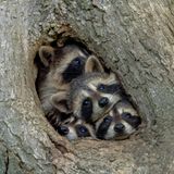 The Comedy Wildlife Photography Awards 2021/Kevin Biskaborn