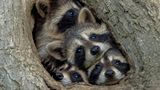 The Comedy Wildlife Photography Awards 2021/Kevin Biskaborn