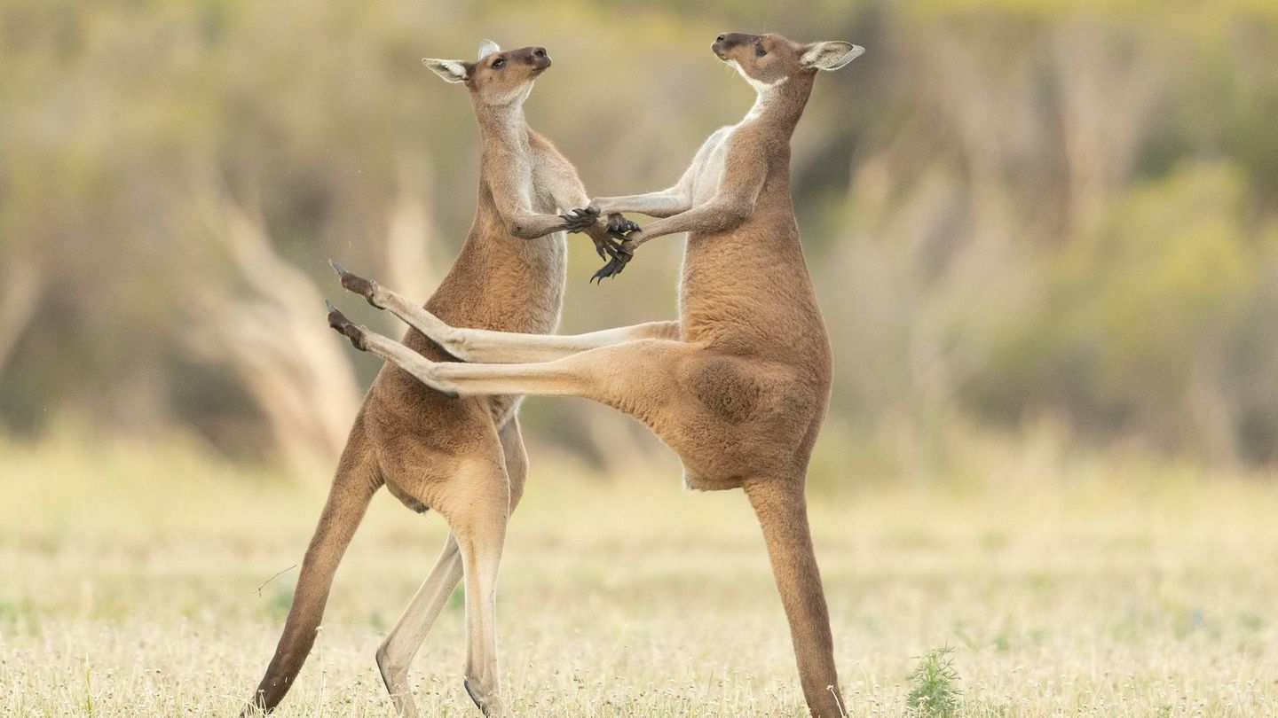 The Comedy Wildlife Photography Awards 2021/Lea Scaddan