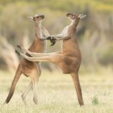 The Comedy Wildlife Photography Awards 2021/Lea Scaddan