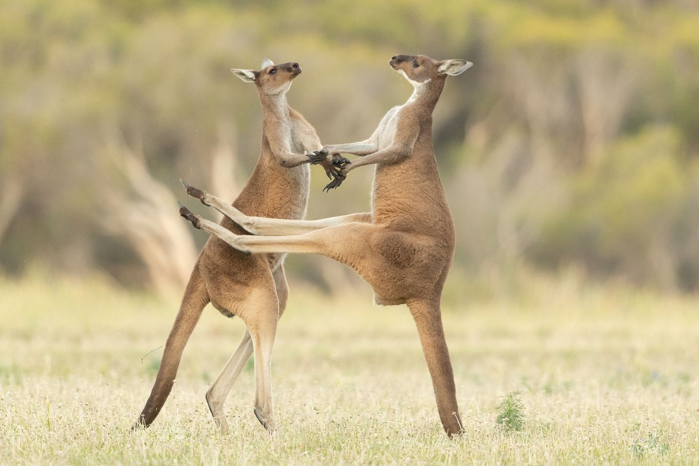 The Comedy Wildlife Photography Awards 2021/Lea Scaddan