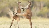 The Comedy Wildlife Photography Awards 2021/Lea Scaddan
