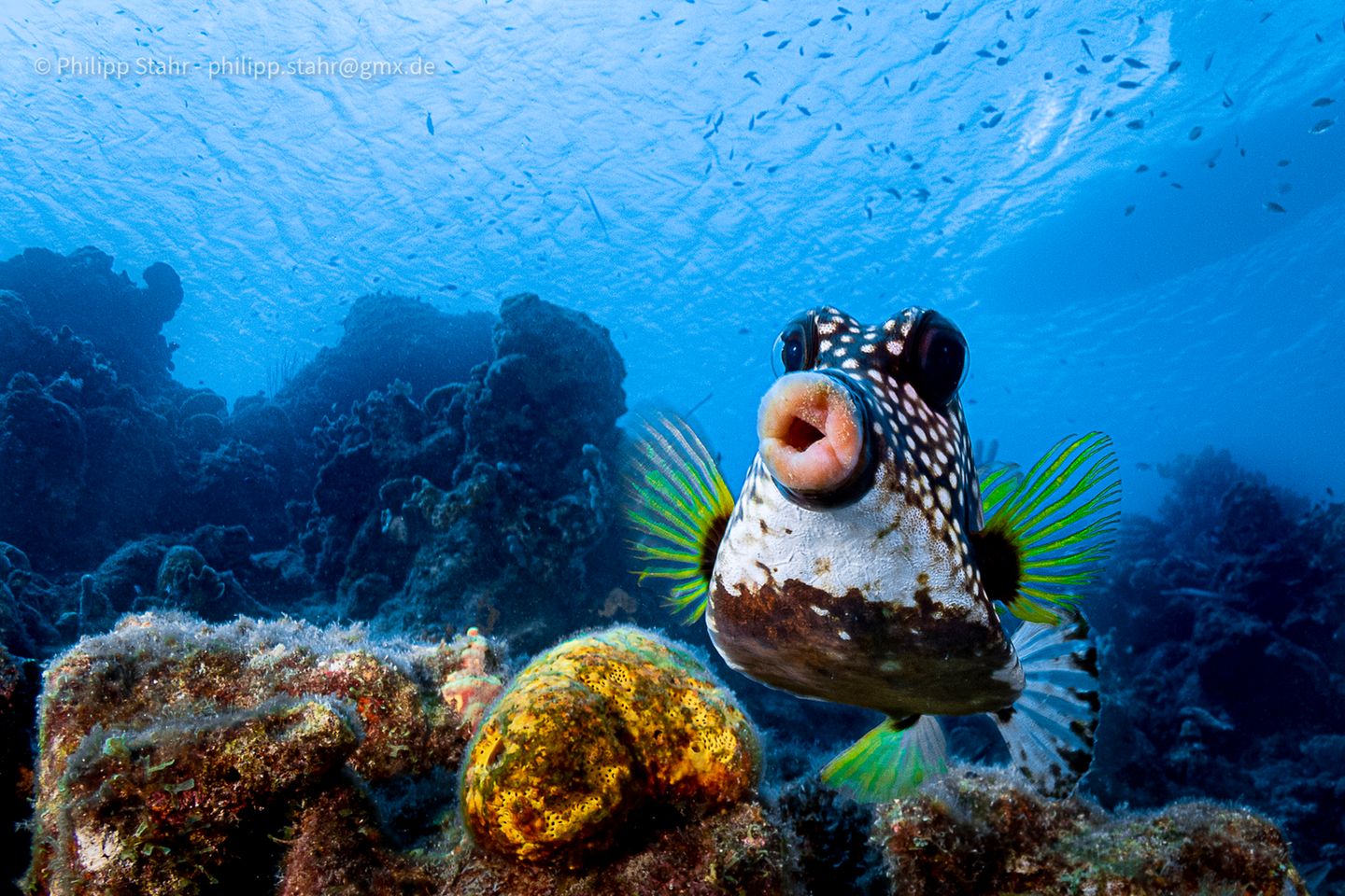 The Comedy Wildlife Photography Awards 2021/Philipp Stahr