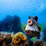 The Comedy Wildlife Photography Awards 2021/Philipp Stahr