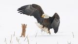 The Comedy Wildlife Photography Awards 2021/Arthur Trevino