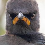 The Comedy Wildlife Photography Awards 2021/Andrew Mayes Randburg