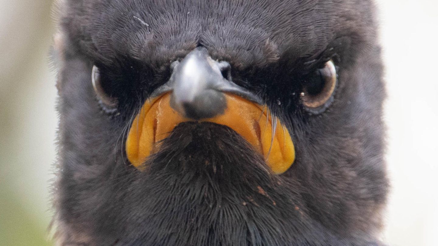 The Comedy Wildlife Photography Awards 2021/Andrew Mayes Randburg