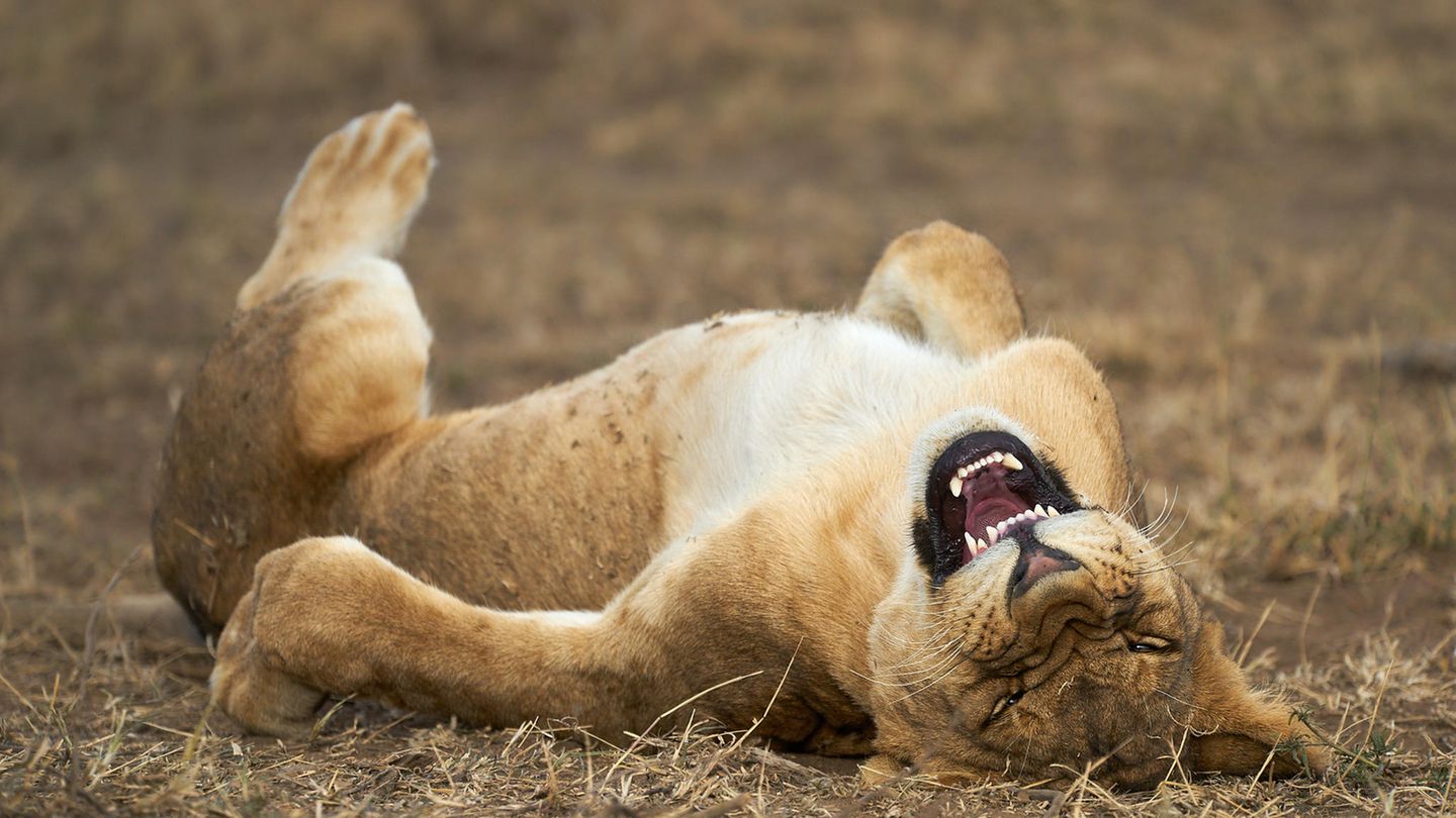 The Comedy Wildlife Photography Awards 2021/Giovanni Querzani