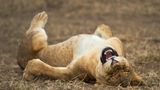 The Comedy Wildlife Photography Awards 2021/Giovanni Querzani