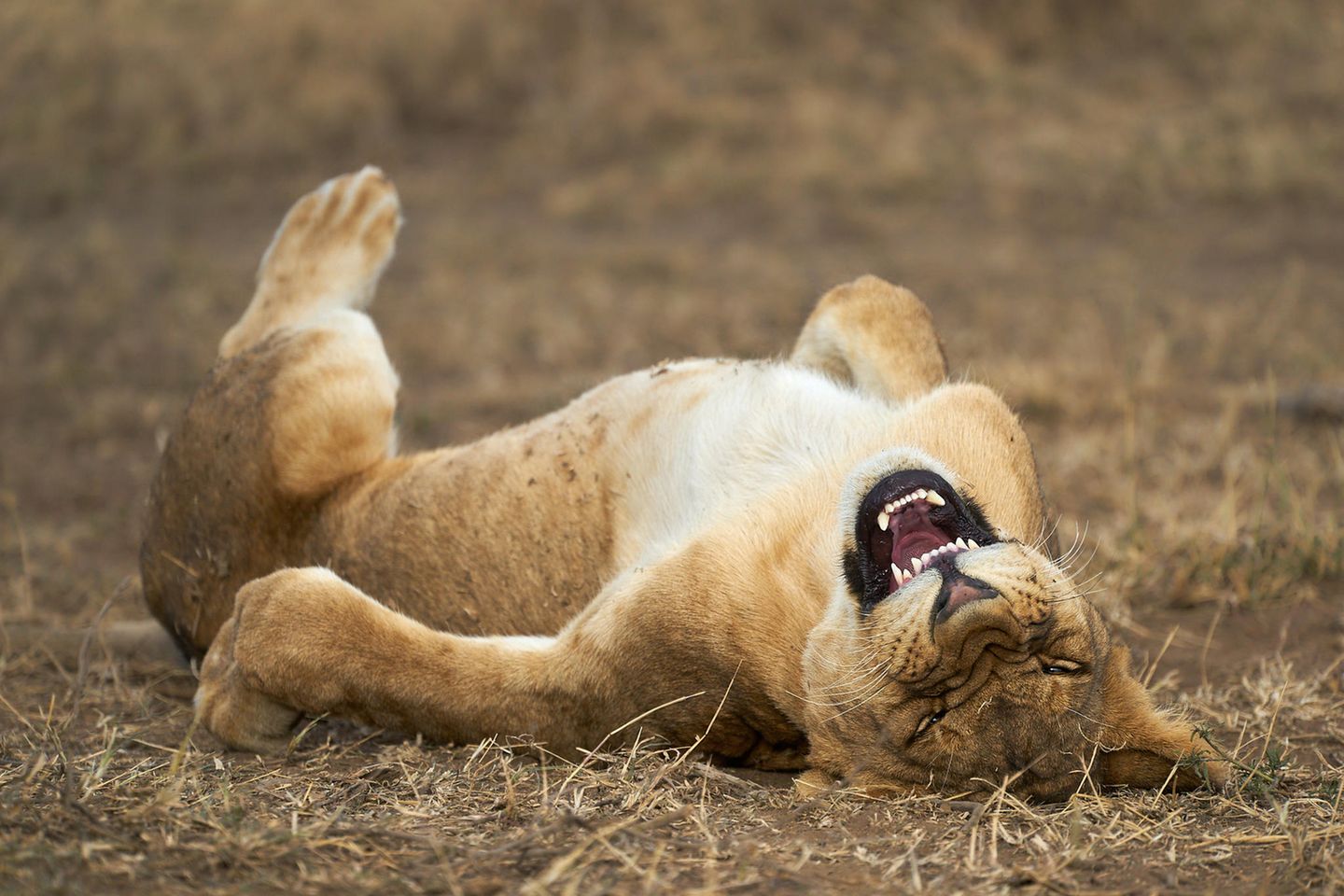 The Comedy Wildlife Photography Awards 2021/Giovanni Querzani
