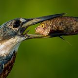 The Comedy Wildlife Photography Awards 2021/Txema Garcia Laseca
