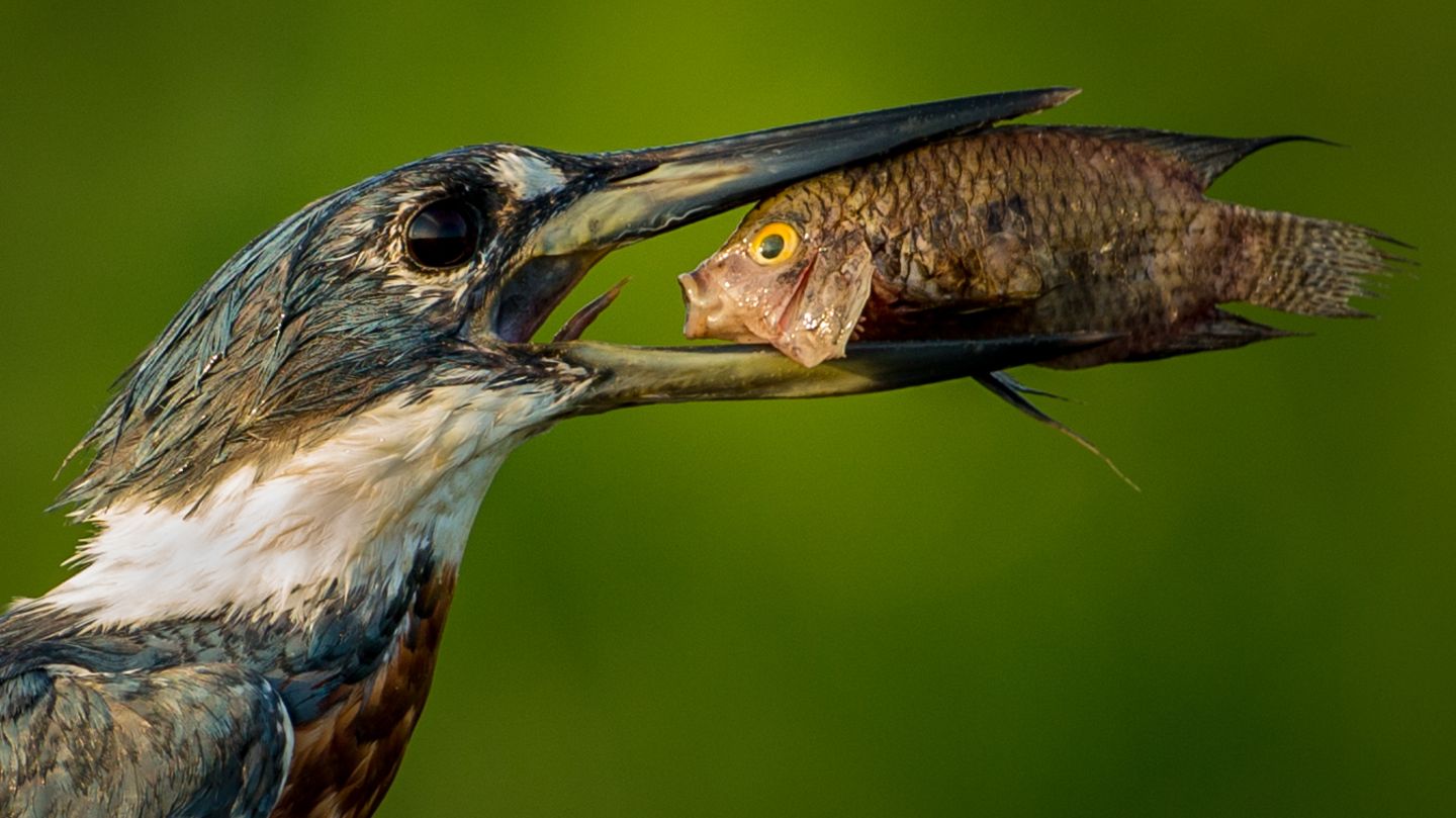 The Comedy Wildlife Photography Awards 2021/Txema Garcia Laseca