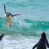 The Comedy Wildlife Photography Awards 2021/Tom Svensson