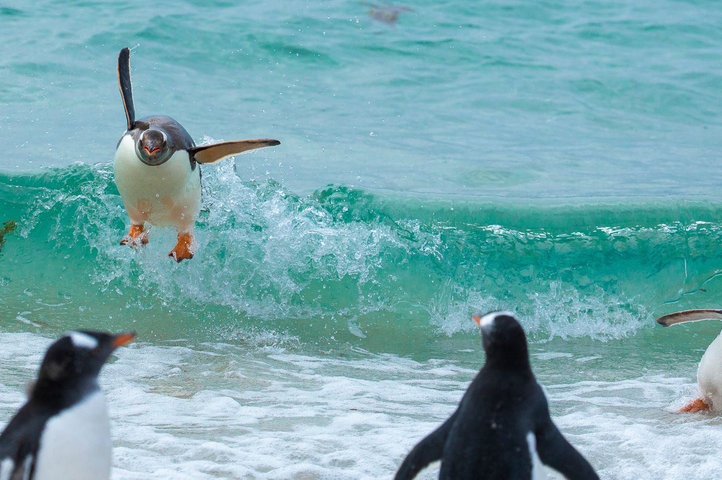 The Comedy Wildlife Photography Awards 2021/Tom Svensson