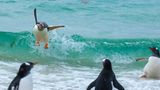 The Comedy Wildlife Photography Awards 2021/Tom Svensson