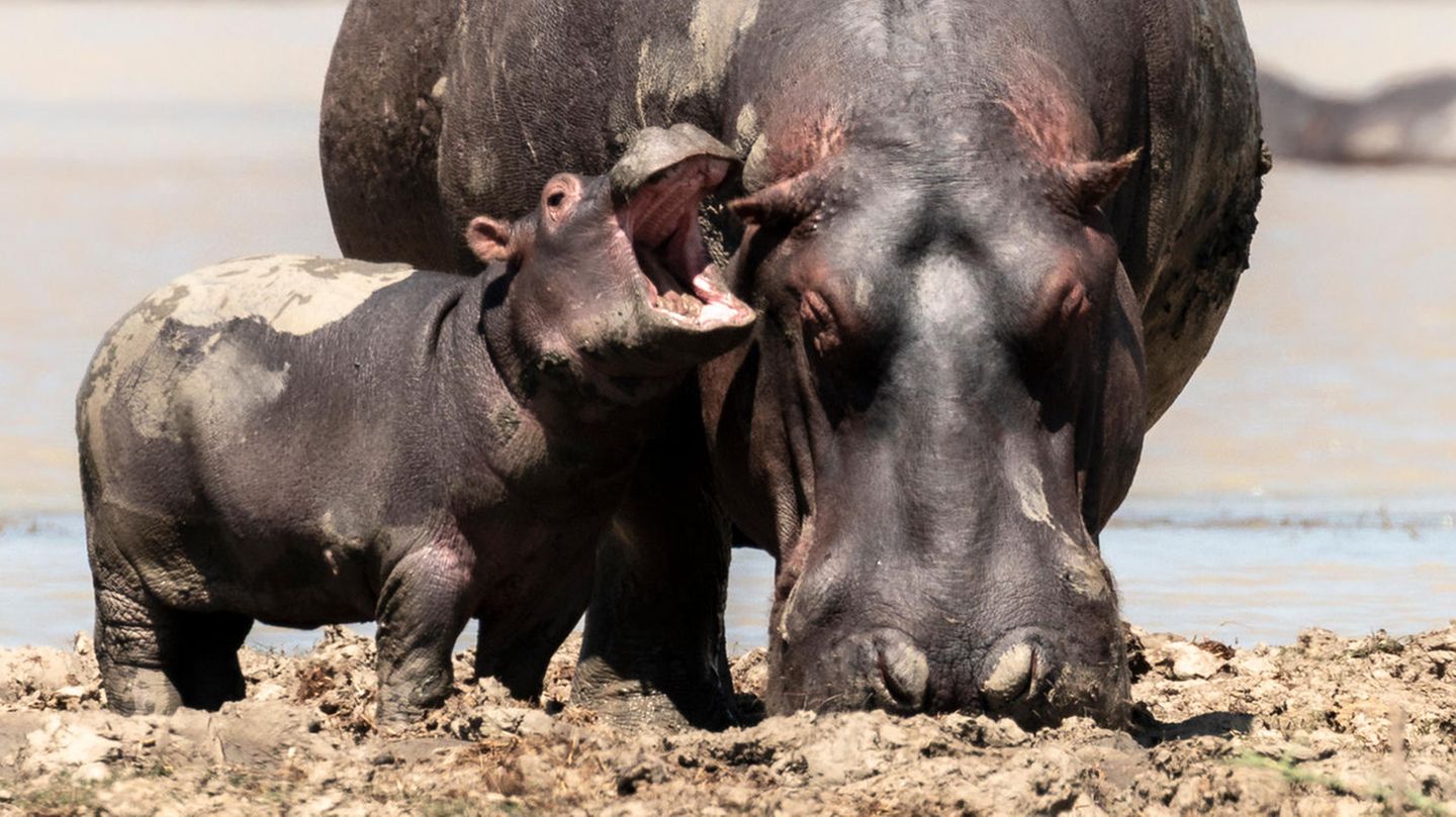 The Comedy Wildlife Photography Awards 2021/Rohin Bakshi