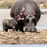 The Comedy Wildlife Photography Awards 2021/Rohin Bakshi