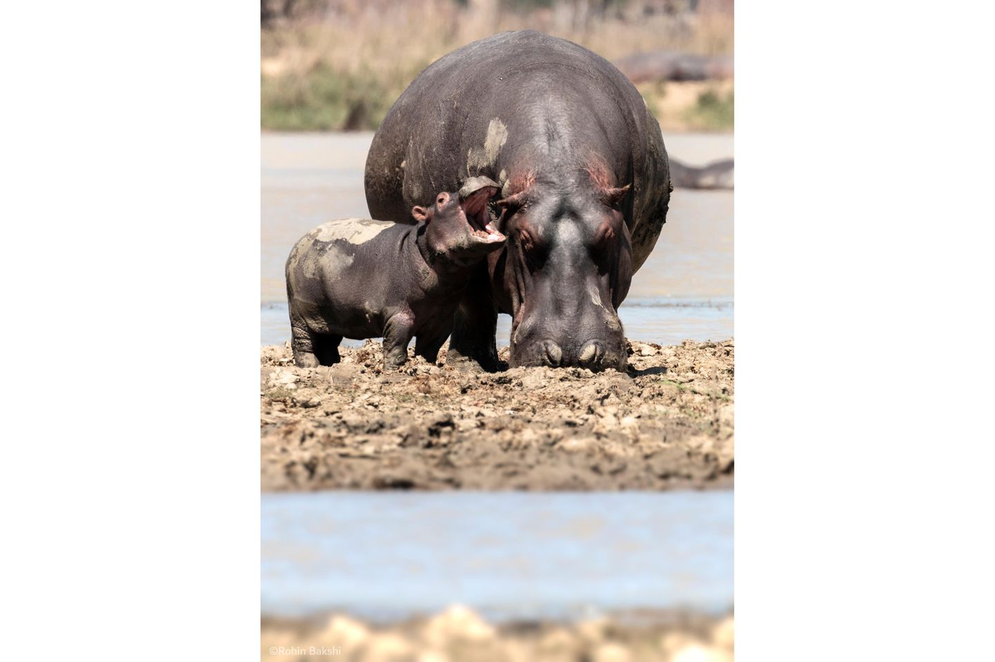 The Comedy Wildlife Photography Awards 2021/Rohin Bakshi