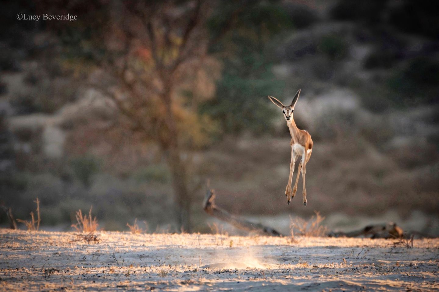 The Comedy Wildlife Photography Awards 2021/Lucy Beveridge