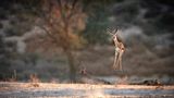 The Comedy Wildlife Photography Awards 2021/Lucy Beveridge