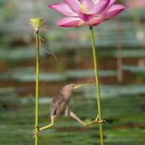 The Comedy Wildlife Photography Awards 2021/KT WONG