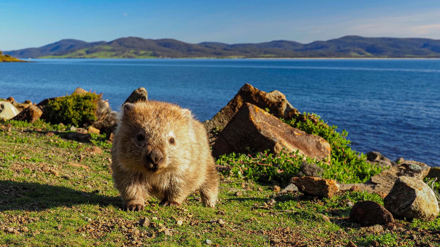 Maria Island – unberührtes Naturidyll Wombat auf Maria Island