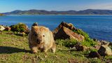 Wombat auf Maria Island